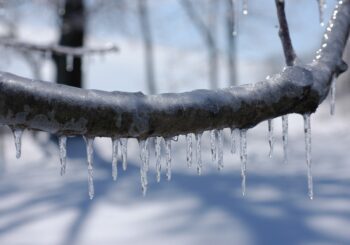 ice storm, ice on branch, branch